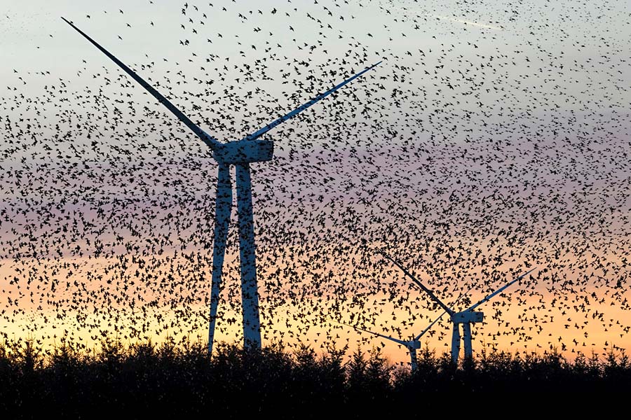 Wind turbines with starlings